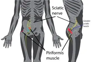 Diagram of Human Body showing the Location of the Piriformis Muscle